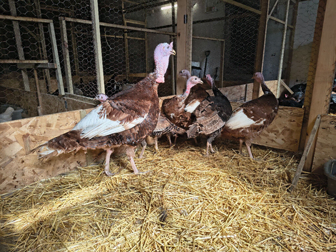 Turkey breeding group