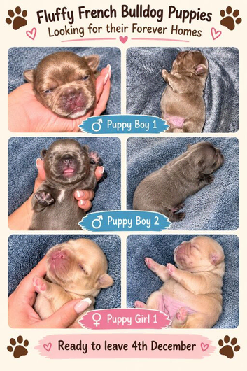 Fluffy French Bulldog Puppies