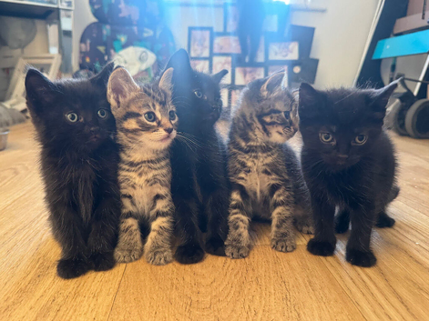 Kittens