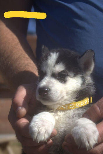 6 x stunning Siberian husky pups ready now