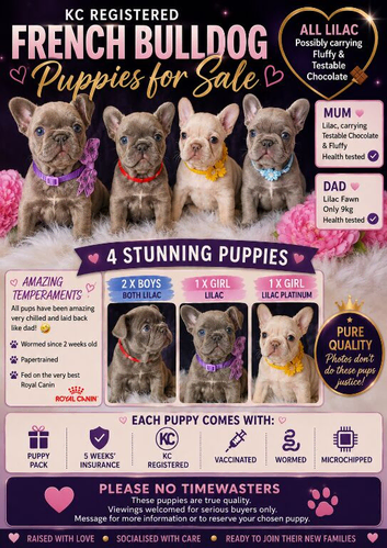 KC Registered French Bulldog Puppies &ndash; Ready to Reserve
