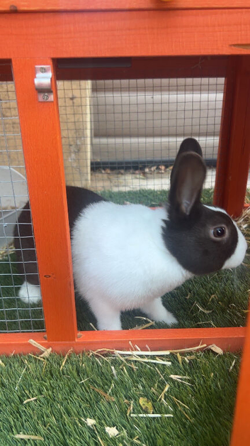 Buddy the bunny