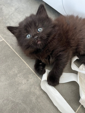 Fluffy girl kitten