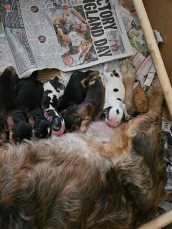 1 Girl and 1 Boy left Show Cocker Spaniel Puppies
