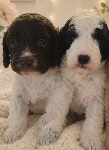 Cockapoo puppies for sale