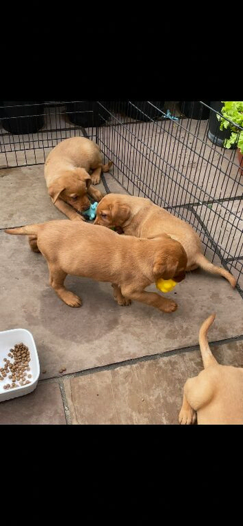 Labrador puppies