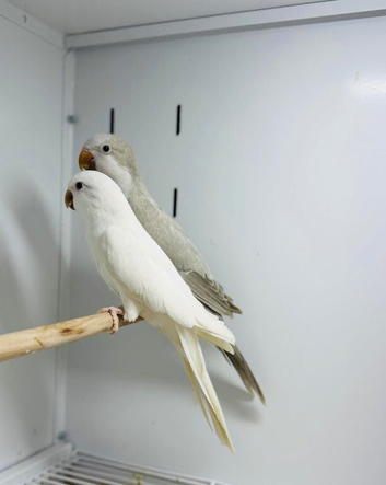 Quaker parrot