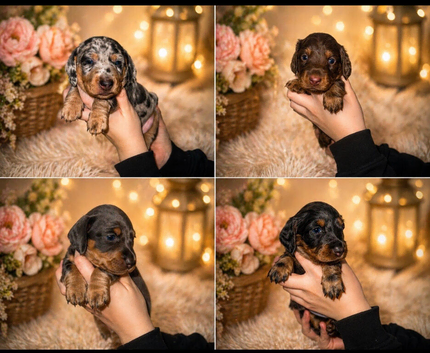 Kc gorgeous miniature dachshund puppies