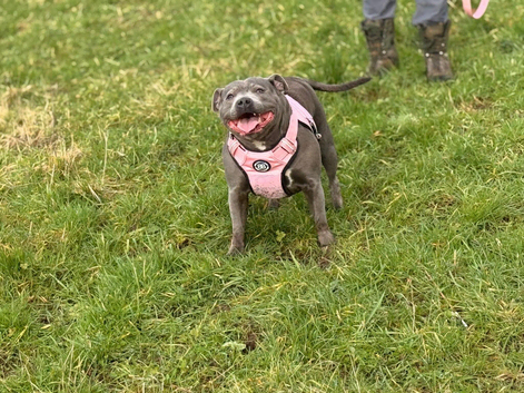 Staffordshire bull terrier puppys
