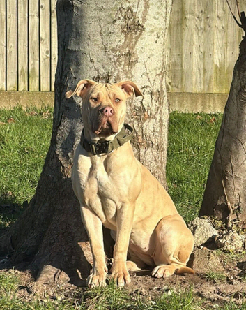 female boerboel X