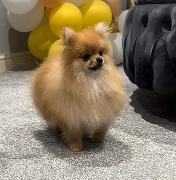 Tiny teddy pomeranian