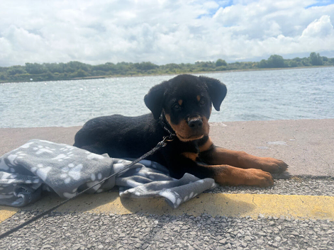 12 week gorgeous male