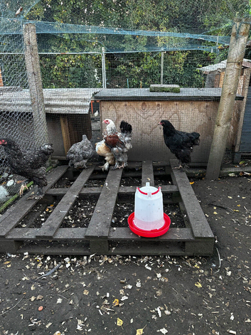 Brahma chicks