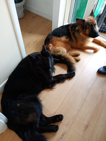 Hi I have 1 beautiful kc German Shepherd girls lift