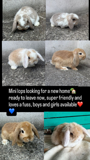 Mini lops