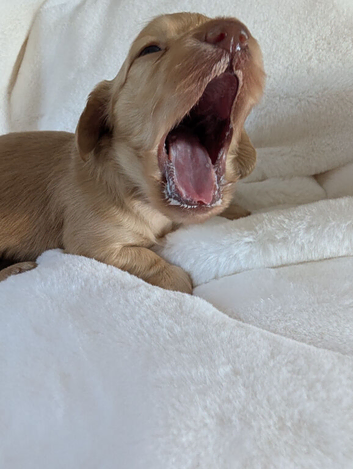 KC pra clear long haired miniature dachshund