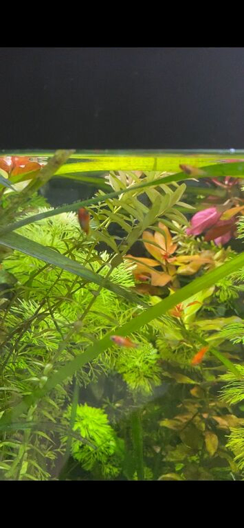 Baby platys
