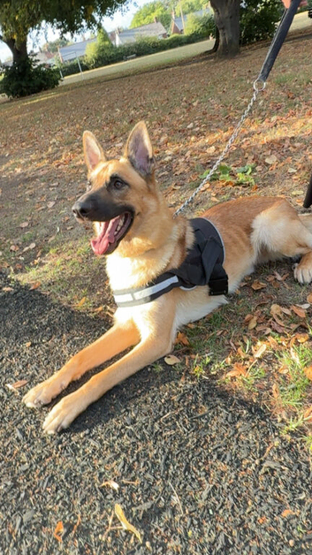 2 year old German shepherd