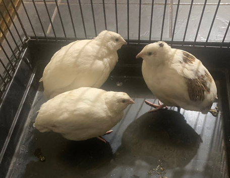Coturnix jumbo quails 1 female 2 male