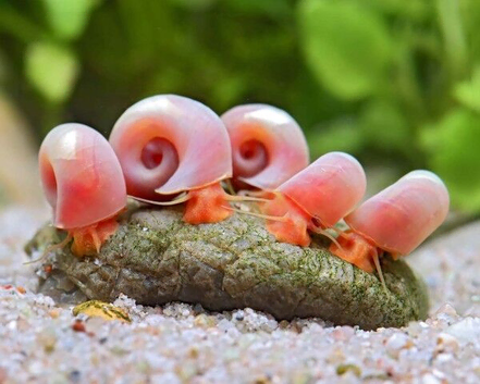 Ramshorn Snails &times;5
