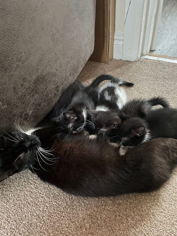 3lovely kittens looking for forever homes