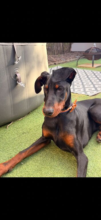 10 month old KC registered Doberman