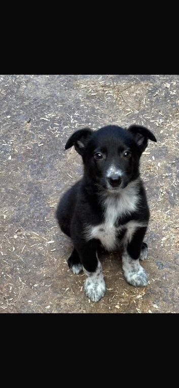Border Collie Puppies