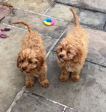 Two lovely Cavapoos Boys
