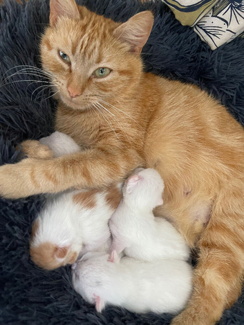 3 6 week old kittens for sale