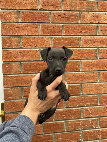 Patterdale Terriers looking for forever home
