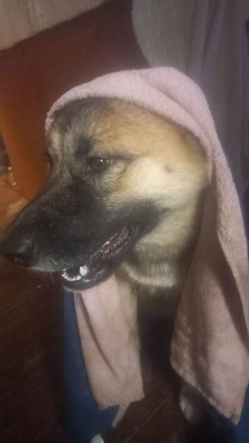 Alaskan malamute x Akita