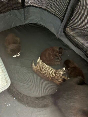Kittens for sale