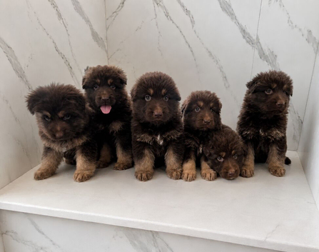 Beautiful German Shepherd puppies