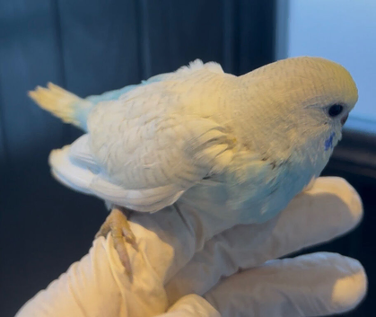 Tame rainbow budgie