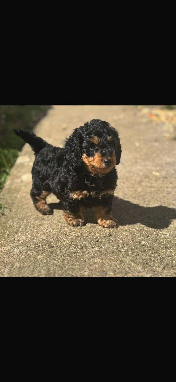 1 male Daxipoo left