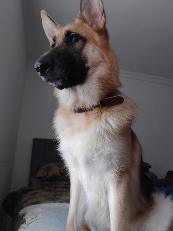 Ragnar the German Shepherd stud