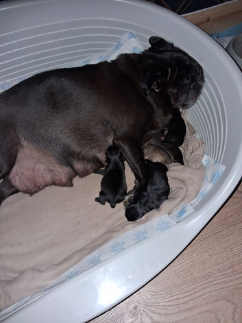 Pug puppies