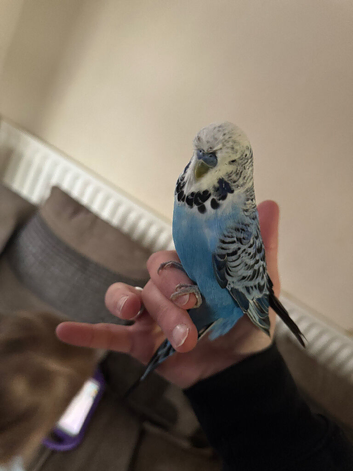 Male budgie