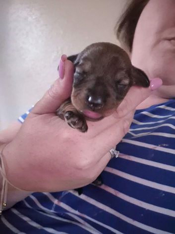 Miniature wire haired dachshund pups
