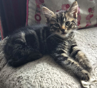 5 beautiful playful 10 week old kittens