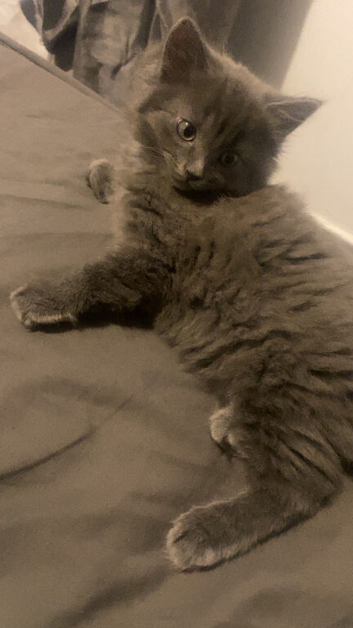 Grey long haired tabby