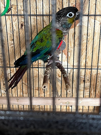 Crimson Bellied Conure Pair