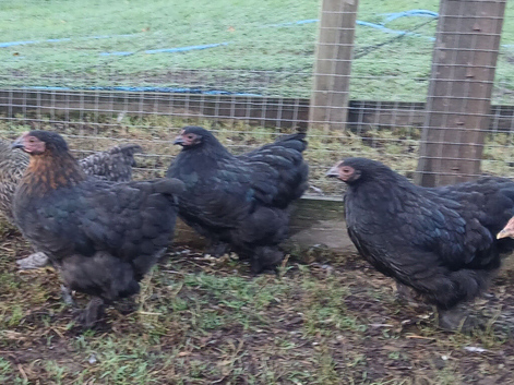 Pekin bantam pullets