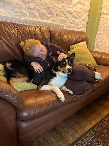 Rehome border collie boy