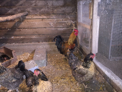 Stunning Quartet of Partridge Brahmas Available