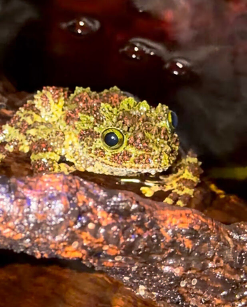 Mossy Frog For Sale Possible Female or could be Male.