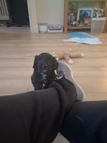 Beautiful bordoodle puppies for sale