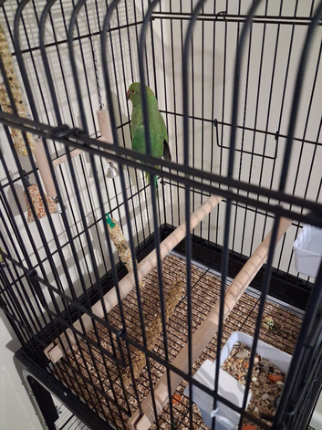 Parrot