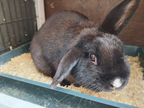 Rabbit + Cage