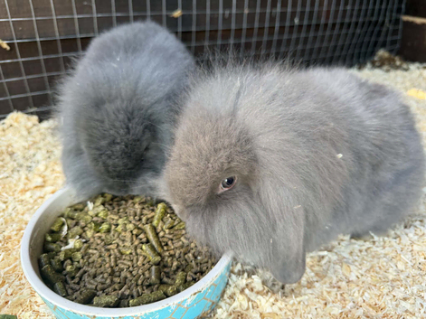 Mixed lop rabbits for sale